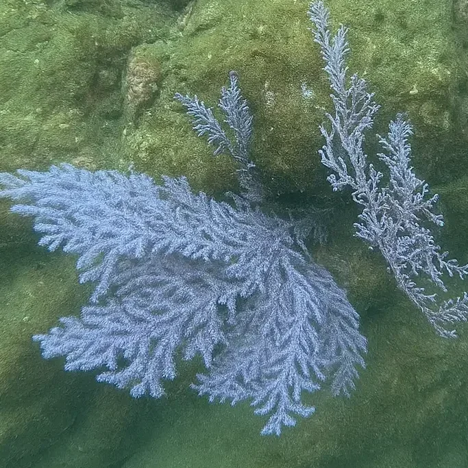 赤洲潛水 Port Island Fun Dive