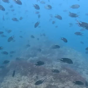 赤洲潛水 香港潛水地點 Port Island diving Hong Kong