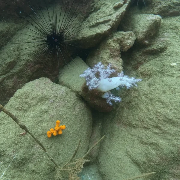 赤洲潛水 Port Island Fun Dive
