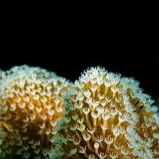 潛水過程中可見的小丑魚,適合初學者及 fun dive 海洋觀察